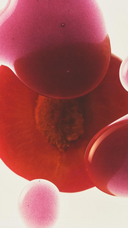 <h6><em><span class="metafield-multi_line_text_field">תמיד מספקת את <br />
הגלואו האולטימטיבי</span></em></h6>